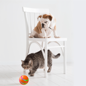 Pet New Cat Wicked Ball Toy